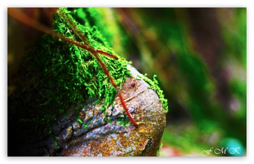 Mossy Tree Root UltraHD Wallpaper for UHD 16:9 ; HD 16:9 ; Widescreen 16:10 5:3 ; Fullscreen 3:2 ;