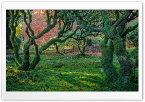 Mossy Trees 4K UHD Wallpaper for Widescreen and UltraWide Desktop, UltraHD TV, Smartphone, Tablet