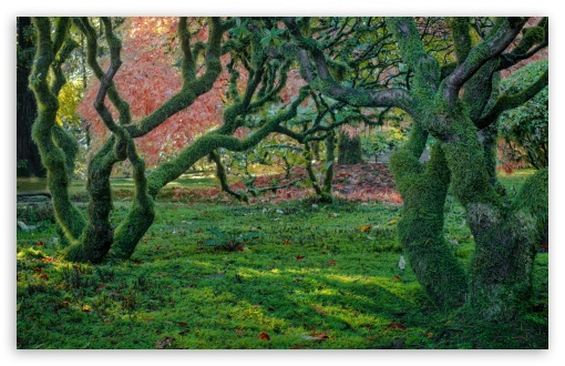 Mossy Trees UltraHD Wallpaper for UHD 16:9 ; HD 16:9 ; UltraWide 21:9 24:10 ; Widescreen 16:10 ; Fullscreen 4:3 ; Tablet 1:1 ; Mobile 9:16 9:19.5 9:20 9:21 9:22 ;