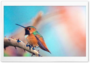 Most Beautiful Birds Ultra HD Wallpaper for 4K UHD Widescreen desktop, tablet & smartphone