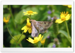 Moth Ultra HD Wallpaper for 4K UHD Widescreen desktop, tablet & smartphone