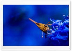 Moth, Blue Flowers Ultra HD Wallpaper for 4K UHD Widescreen desktop, tablet & smartphone