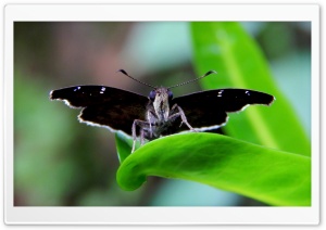 Moth Butterfly Ultra HD Wallpaper for 4K UHD Widescreen desktop, tablet & smartphone