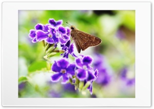 Moth  violet Ultra HD Wallpaper for 4K UHD Widescreen desktop, tablet & smartphone