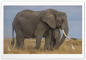 Mother Elephant and Baby, Love Ultra HD Wallpaper for 4K UHD Widescreen desktop, tablet & smartphone