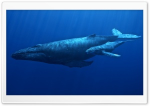 Mother Humpback Whale with Her Calf Underwater Ultra HD Wallpaper for 4K UHD Widescreen Desktop, Lockscreen, Screensaver, TV, Tablet, Smartphone