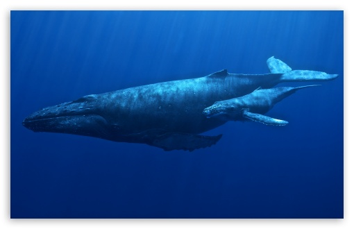 Mother Humpback Whale with Her Calf Underwater UltraHD Wallpaper for UHD 16:9 ; HD 16:9 ; UltraWide 21:9 24:10 32:9 32:10 ; Widescreen 16:10 5:3 ; Fullscreen 3:2 ; Dual 16:10 5:3 16:9 4:3 5:4 3:2 ;