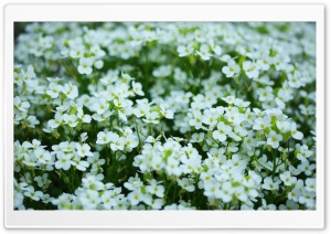 Mother's Day White Flowers Ultra HD Wallpaper for 4K UHD Widescreen desktop, tablet & smartphone