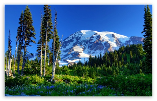 Mount Rainier USA UltraHD Wallpaper for HD 16:9 ; Widescreen 16:10 5:3 ; Fullscreen 4:3 3:2 ; Tablet 1:1 ;