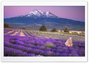 Mount Shasta, California Ultra HD Wallpaper for 4K UHD Widescreen desktop, tablet & smartphone