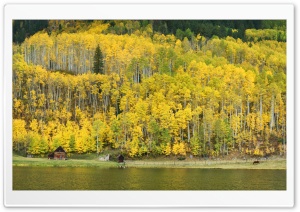 Mountain, Aspen Forest, Colorado, Autumn Landscape Panoramic View Ultra HD Wallpaper for 4K UHD Widescreen desktop, tablet & smartphone