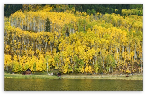 Mountain, Aspen Forest, Colorado, Autumn Landscape Panoramic View UltraHD Wallpaper for Wide 16:10 5:3 Widescreen WHXGA WQXGA WUXGA WXGA WGA ; UltraWide 21:9 24:10 ; 8K UHD TV 16:9 Ultra High Definition 2160p 1440p 1080p 900p 720p ; UHD 16:9 2160p 1440p 1080p 900p 720p ; Standard 4:3 5:4 3:2 Fullscreen UXGA XGA SVGA QSXGA SXGA DVGA HVGA HQVGA ( Apple PowerBook G4 iPhone 4 3G 3GS iPod Touch ) ; Smartphone 16:9 3:2 5:3 2160p 1440p 1080p 900p 720p DVGA HVGA HQVGA ( Apple PowerBook G4 iPhone 4 3G 3GS iPod Touch ) WGA ; Tablet 1:1 ; iPad 1/2/Mini ; Mobile 4:3 5:3 3:2 16:9 5:4 - UXGA XGA SVGA WGA DVGA HVGA HQVGA ( Apple PowerBook G4 iPhone 4 3G 3GS iPod Touch ) 2160p 1440p 1080p 900p 720p QSXGA SXGA ; Dual 16:10 5:3 16:9 4:3 5:4 3:2 WHXGA WQXGA WUXGA WXGA WGA 2160p 1440p 1080p 900p 720p UXGA XGA SVGA QSXGA SXGA DVGA HVGA HQVGA ( Apple PowerBook G4 iPhone 4 3G 3GS iPod Touch ) ; Triple 16:10 5:3 16:9 4:3 5:4 3:2 WHXGA WQXGA WUXGA WXGA WGA 2160p 1440p 1080p 900p 720p UXGA XGA SVGA QSXGA SXGA DVGA HVGA HQVGA ( Apple PowerBook G4 iPhone 4 3G 3GS iPod Touch ) ;