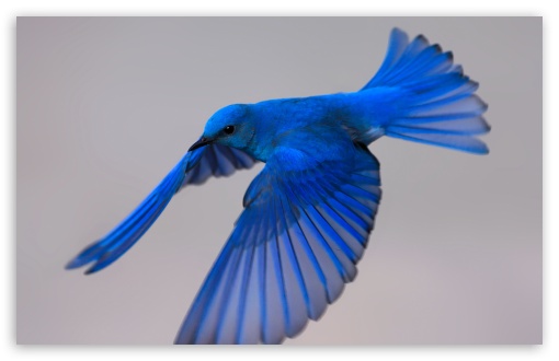 Mountain BlueBird Male Flying UltraHD Wallpaper for UHD 16:9 ; HD 16:9 ; UltraWide 21:9 24:10 ; Widescreen 16:10 5:3 ; Fullscreen 4:3 5:4 3:2 ; Tablet 1:1 ;