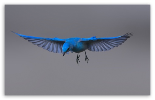 Mountain Bluebird Male Hover UltraHD Wallpaper for UHD 16:9 ; HD 16:9 ; UltraWide 21:9 24:10 32:10 ; Widescreen 16:10 5:3 ; Fullscreen 4:3 5:4 3:2 ; Dual 16:10 5:3 4:3 5:4 3:2 ;