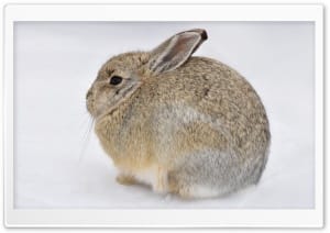 Mountain Cottontail Rabbit on Snow 4K UHD Wallpaper for Widescreen and UltraWide Desktop, UltraHD TV, Smartphone, Tablet