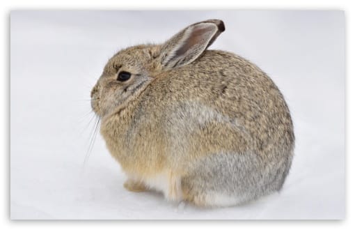 Mountain Cottontail Rabbit on Snow UltraHD Wallpaper for UHD 16:9 ; HD 16:9 ; UltraWide 21:9 24:10 ; Widescreen 16:10 ; Tablet 1:1 ;