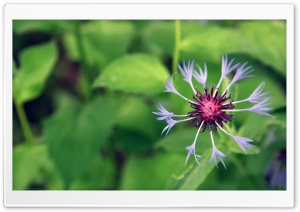 Mountain Flower Ultra HD Wallpaper for 4K UHD Widescreen desktop, tablet & smartphone