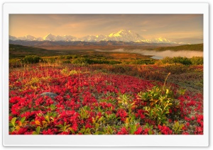 Mountain Flower Field Ultra HD Wallpaper for 4K UHD Widescreen desktop, tablet & smartphone