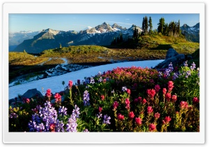 Mountain Flowers Ultra HD Wallpaper for 4K UHD Widescreen desktop, tablet & smartphone