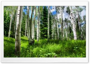 Mountain Forest Ultra HD Wallpaper for 4K UHD Widescreen desktop, tablet & smartphone