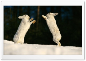 Mountain Hares Ultra HD Wallpaper for 4K UHD Widescreen Desktop, Lockscreen, Screensaver, TV, Tablet, Smartphone