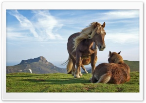 Mountain Horses Ultra HD Wallpaper for 4K UHD Widescreen desktop, tablet & smartphone