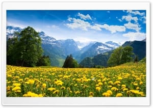 Mountain Meadow filled with Dandelions 4K UHD Wallpaper for Widescreen and UltraWide Desktop, UltraHD TV, Smartphone, Tablet