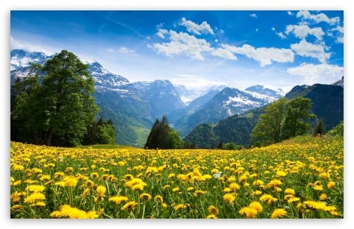 Mountain Meadow filled with Dandelions UltraHD Wallpaper for UHD 16:9 ; HD 16:9 ; UltraWide 21:9 24:10 ; Widescreen 16:10 ; Fullscreen 3:2 ; Tablet 1:1 ; Mobile 9:16 ;