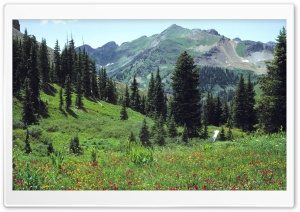 Mountain Meadow Flowers Ultra HD Wallpaper for 4K UHD Widescreen desktop, tablet & smartphone