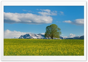 Mountain Meadow Spring Ultra HD Wallpaper for 4K UHD Widescreen desktop, tablet & smartphone