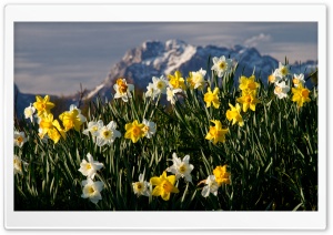 Mountain Narcissus Ultra HD Wallpaper for 4K UHD Widescreen desktop, tablet & smartphone
