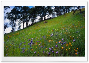 Mountain Spring Flowers Ultra HD Wallpaper for 4K UHD Widescreen desktop, tablet & smartphone