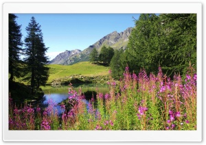Mountain Wildflowers Field 4 Ultra HD Wallpaper for 4K UHD Widescreen desktop, tablet & smartphone