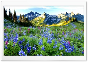 Mountains Flowers Ultra HD Wallpaper for 4K UHD Widescreen desktop, tablet & smartphone