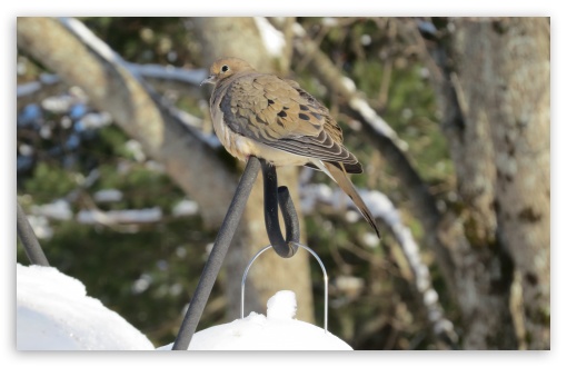 Mourning Dove UltraHD Wallpaper for Widescreen 16:10 WHXGA WQXGA WUXGA WXGA ; Fullscreen 4:3 UXGA XGA SVGA ;