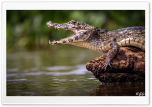 Mouth Open, Caiman, River, Amazon, Wildlife, Funny 4K UHD Wallpaper for Widescreen and UltraWide Desktop, UltraHD TV, Smartphone, Tablet