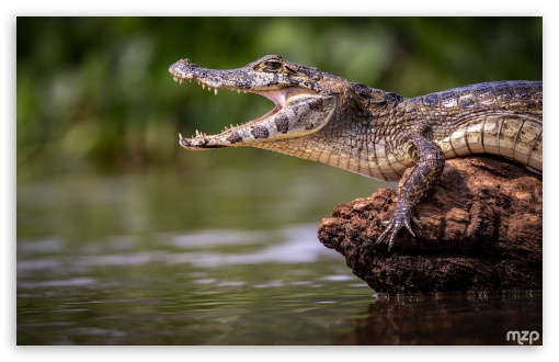 Mouth Open, Caiman, River, Amazon, Wildlife, Funny UltraHD Wallpaper for UHD 16:9 ; HD 16:9 ; Widescreen 16:10 5:3 ; Fullscreen 4:3 5:4 3:2 ;