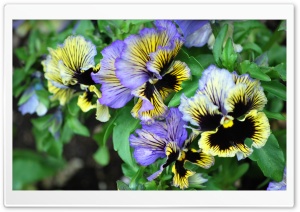Multi-Colored Flowers Ultra HD Wallpaper for 4K UHD Widescreen desktop, tablet & smartphone