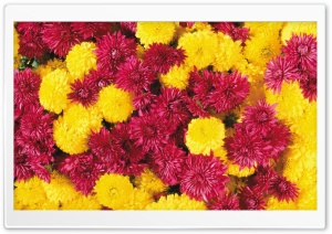 Mums Flowers Ultra HD Wallpaper for 4K UHD Widescreen desktop, tablet & smartphone