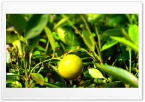 MUSAMBI 4K UHD Wallpaper for Widescreen and UltraWide Desktop, UltraHD TV, Smartphone, Tablet