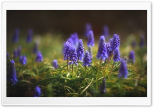 Muscari, Grape Hyacinth Flowers Ultra HD Wallpaper for 4K UHD Widescreen desktop, tablet & smartphone