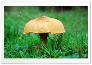 Mushroom Ultra HD Wallpaper for 4K UHD Widescreen desktop, tablet & smartphone