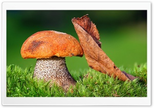 Mushroom Ultra HD Wallpaper for 4K UHD Widescreen desktop, tablet & smartphone