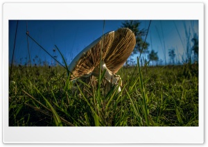 Mushroom Ultra HD Wallpaper for 4K UHD Widescreen Desktop, Lockscreen, Screensaver, TV, Tablet, Smartphone