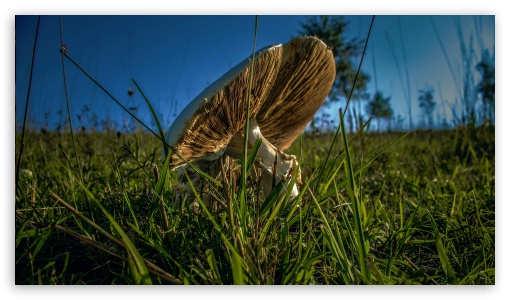 Mushroom UltraHD Wallpaper for HD 16:9 ;