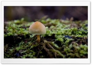 Mushroom And Moss Ultra HD Wallpaper for 4K UHD Widescreen desktop, tablet & smartphone