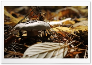 Mushroom Fall Ultra HD Wallpaper for 4K UHD Widescreen desktop, tablet & smartphone