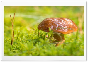 Mushroom, Green Moss Macro Ultra HD Wallpaper for 4K UHD Widescreen desktop, tablet & smartphone