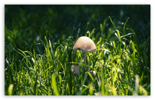 Mushroom In The Grass UltraHD Wallpaper for HD 16:9 ; Widescreen 16:10 5:3 ; Fullscreen 4:3 5:4 3:2 ; Tablet 1:1 ; Mobile 3:5 3:4 ; Dual 16:10 5:3 4:3 5:4 ;