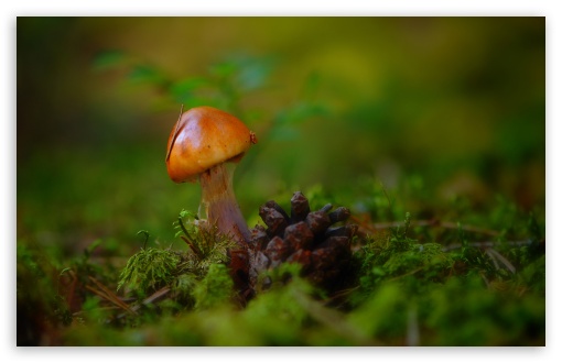 Mushroom Macro Ultra HD Desktop Background Wallpaper for 4K UHD TV ...
